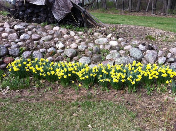 Claire's Daffodil Border