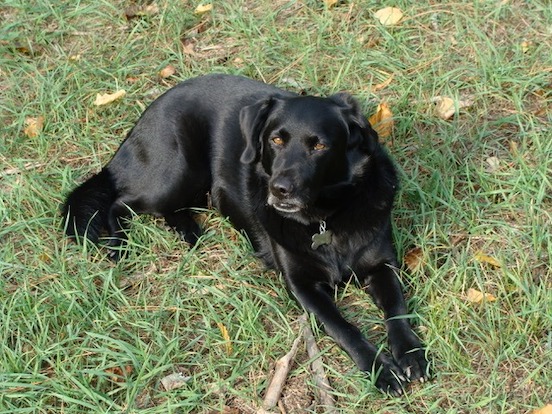 Chloe lying down