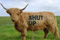 Shut Up Highland Cattle